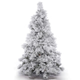 Xmas Tree White Pine 1.8m